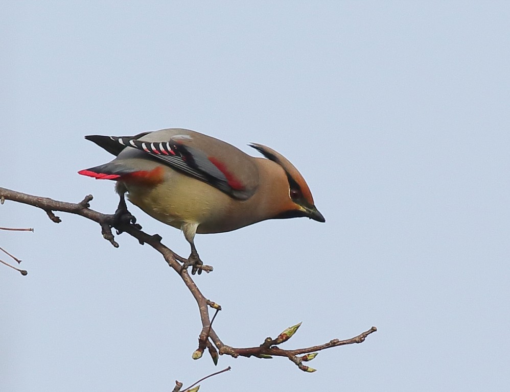 habitat do japanese waxwing