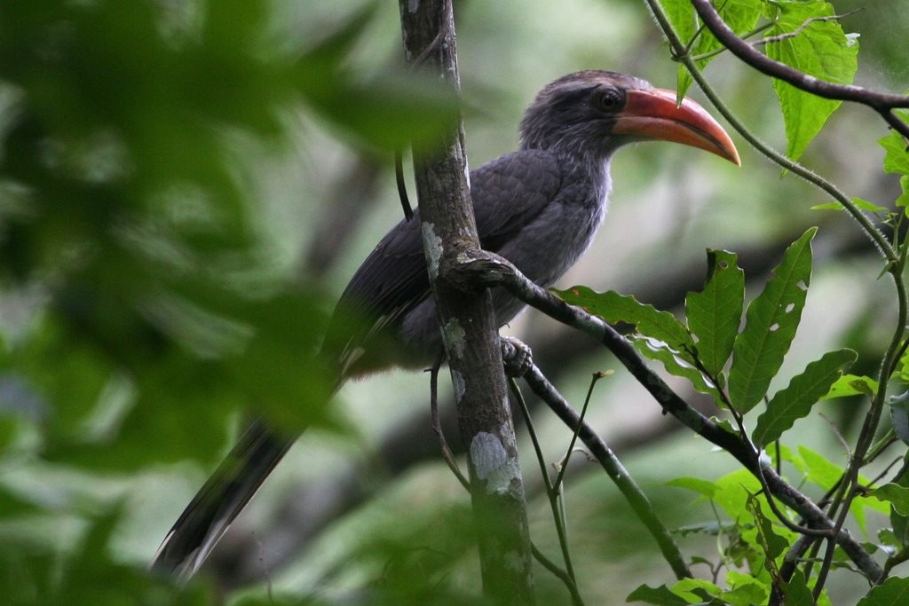 habitat do malabar grey