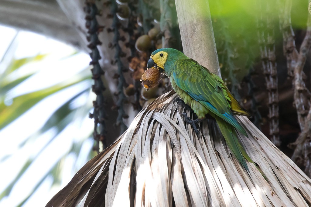 habitat do maracana-do-buriti