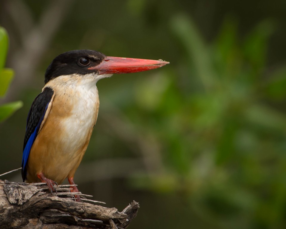 habitat do martim-pescador-de-cabeca-preta