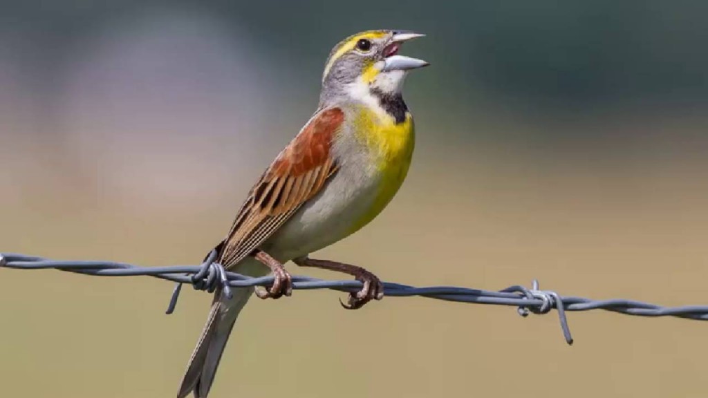 habitat do papa-capim-americano