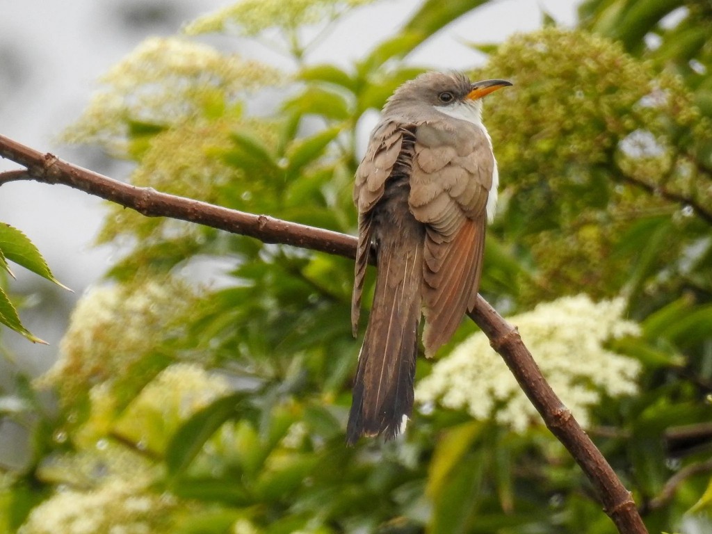 habitat do papa-lagarta-de-asa-vermelha