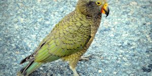 habitat do papagaio-da-nova-zelandia