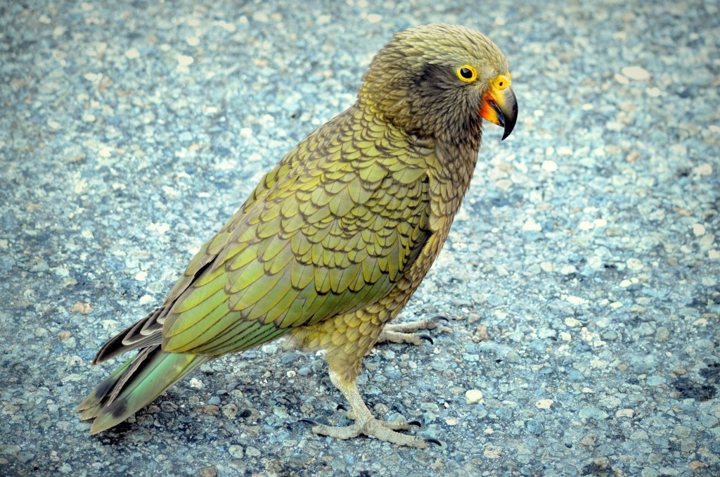 habitat do papagaio-da-nova-zelandia