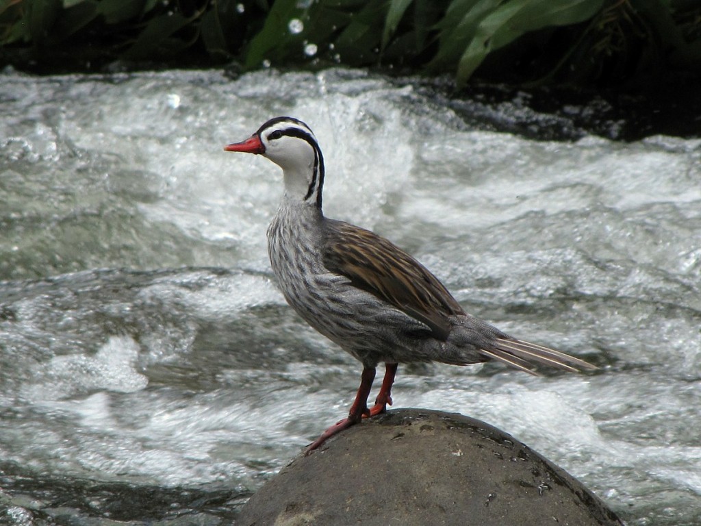 habitat do pato das torrentes