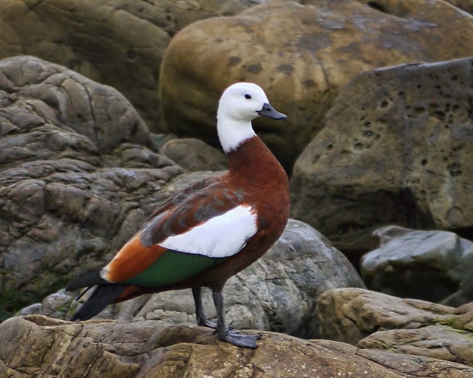 habitat do pato-do-paraiso 