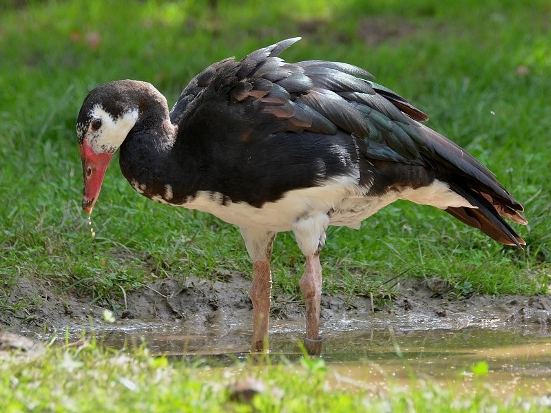 habitat do pato ferrao