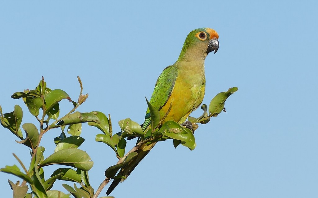 habitat do periquito-rei