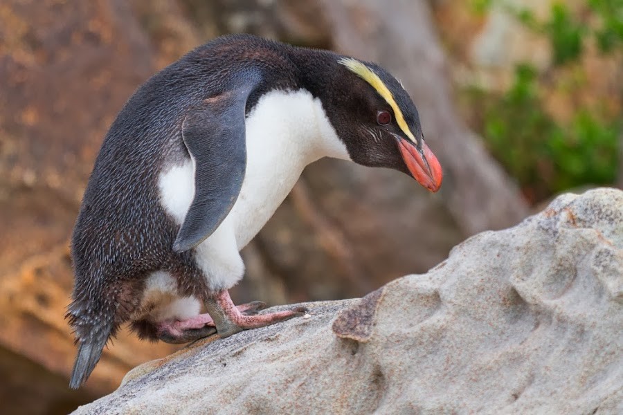 habitat do pinguim de crista ereta