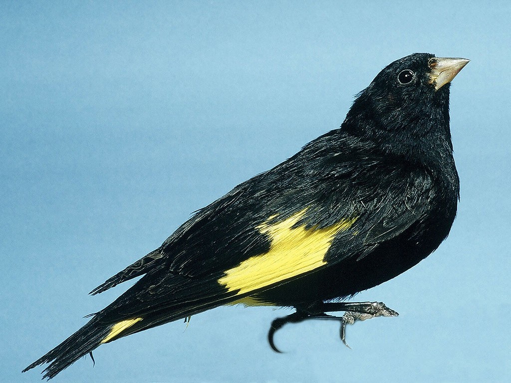 habitat do pintassilgo-negro