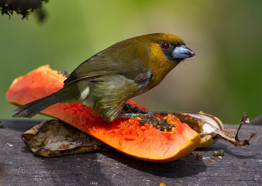 habitat do prong-billed barbet