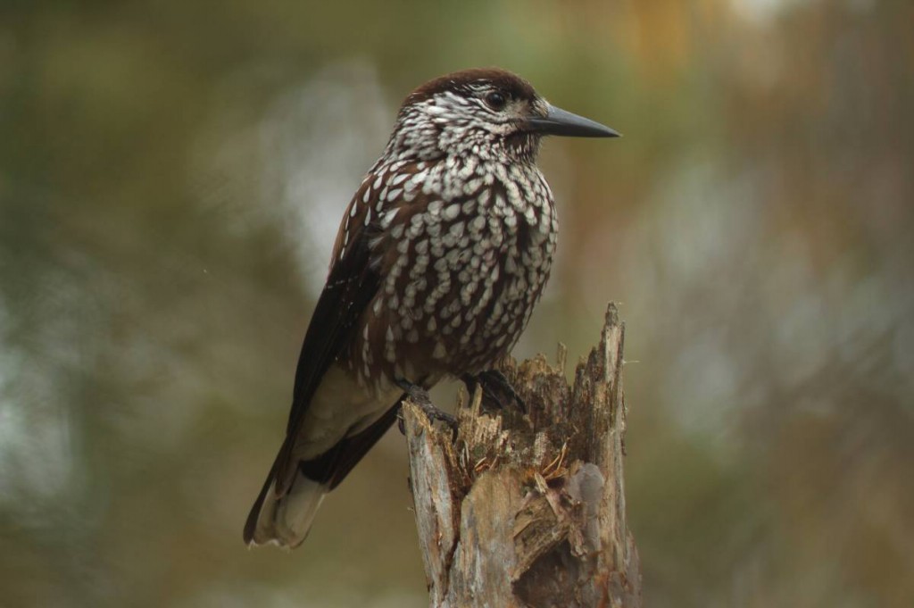 habitat do quebra- nozes