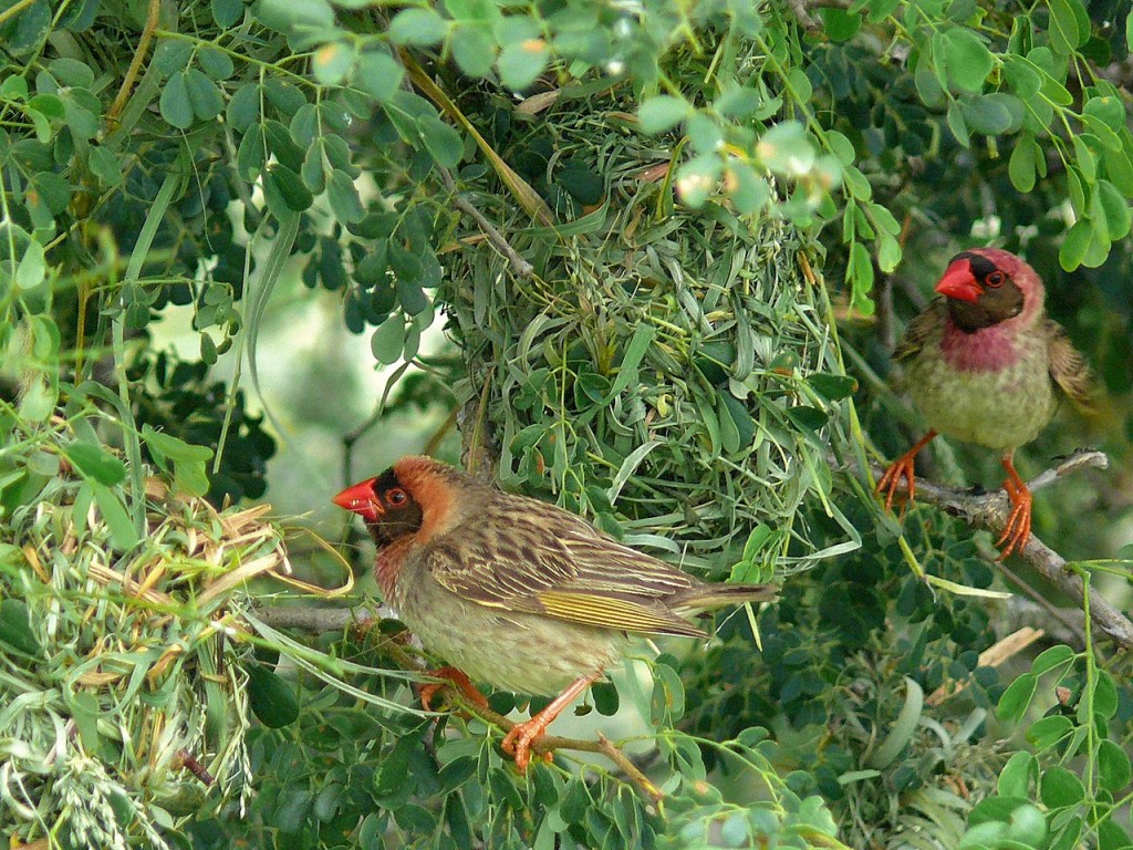 habitat do quelea-de-bico-vermelho