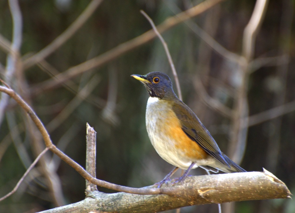 habitat do sabia-coleira