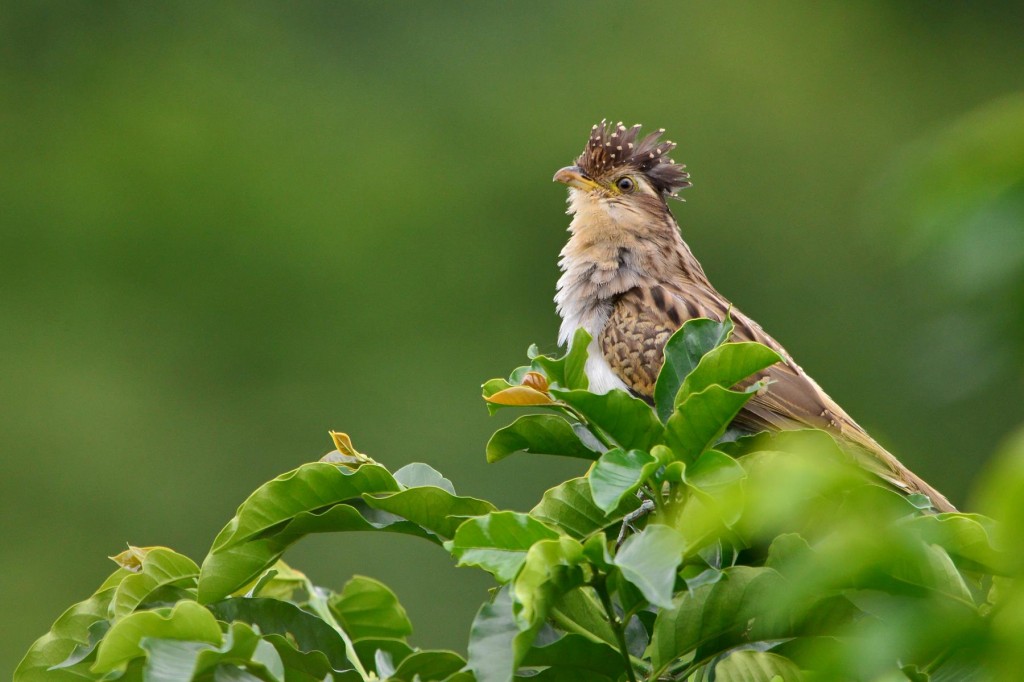 habitat do saci