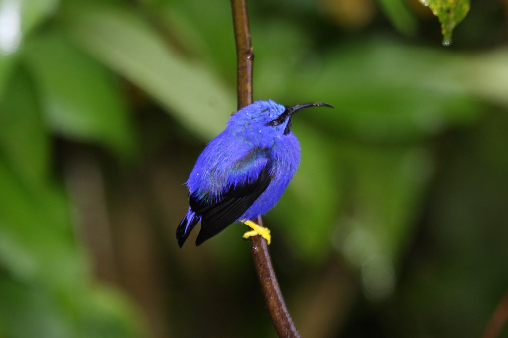 habitat do sai-de-perna-amarela