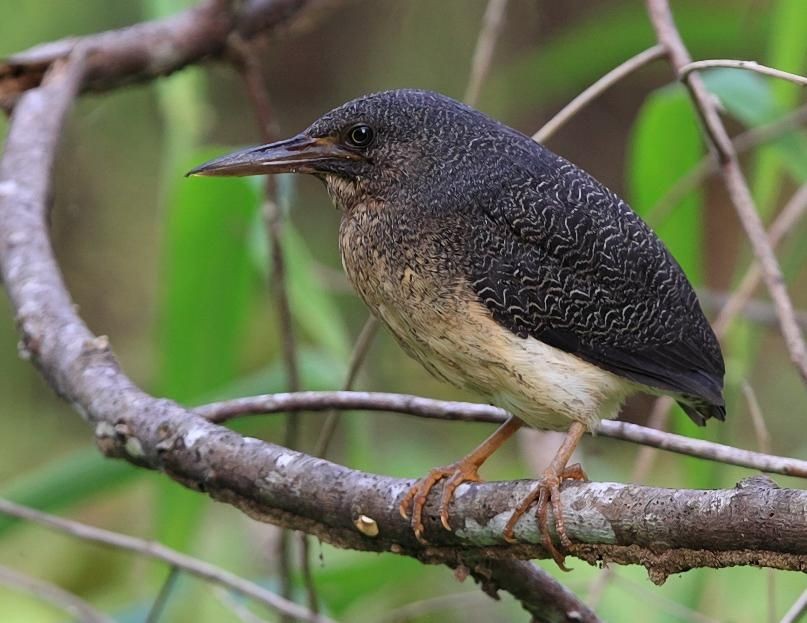 habitat do socoi-zigue-zague