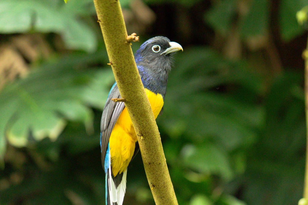 habitat do surucua-de-barriga-amarela