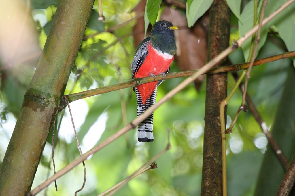 habitat do surucua-de-coleira