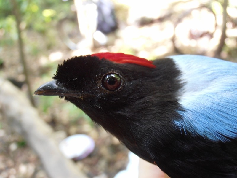 habitat do tangara-de- cauda -comprida