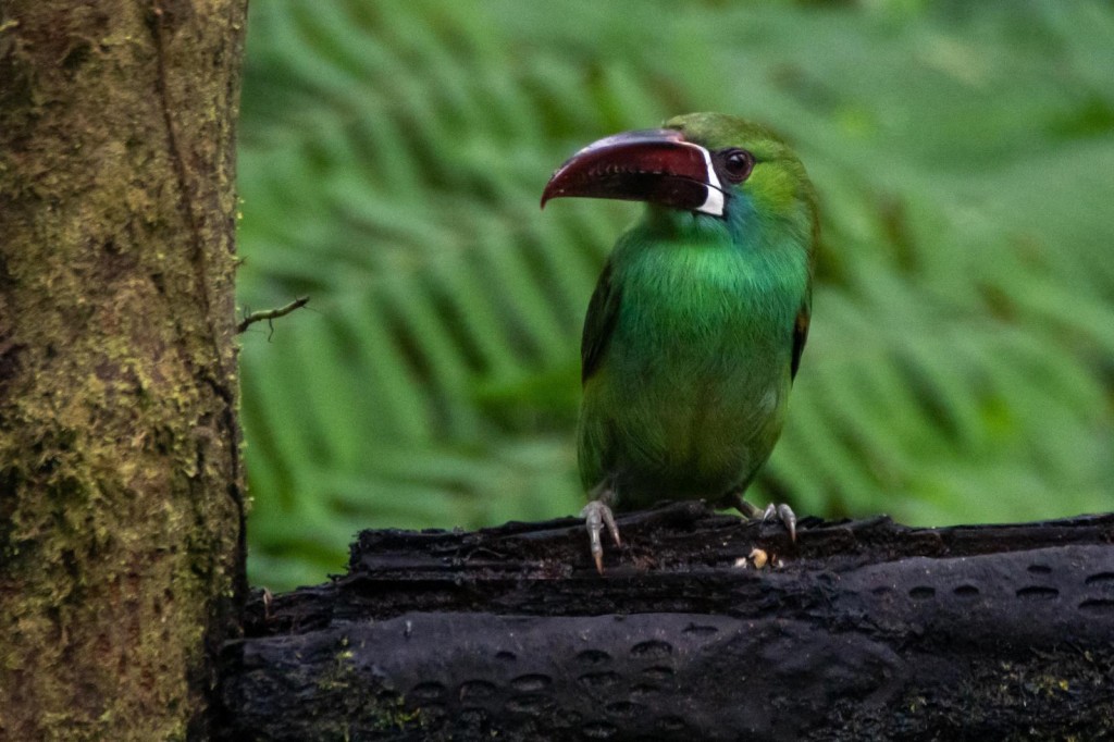 habitat do tucaninho verde