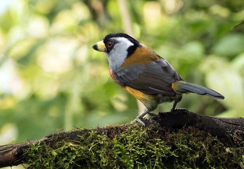 habitat do tucano barbet