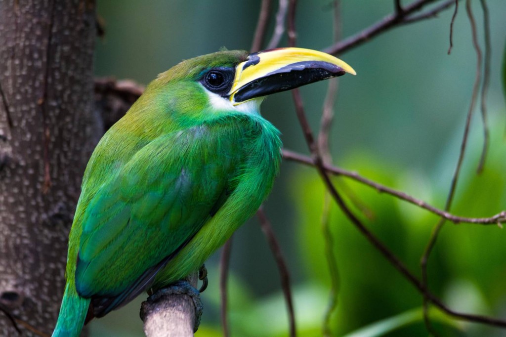 habitat do tucano-esmeralda