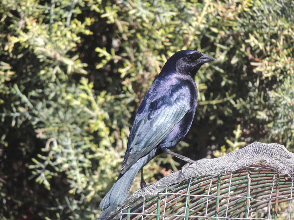 habitat do vira-bosta-picuma