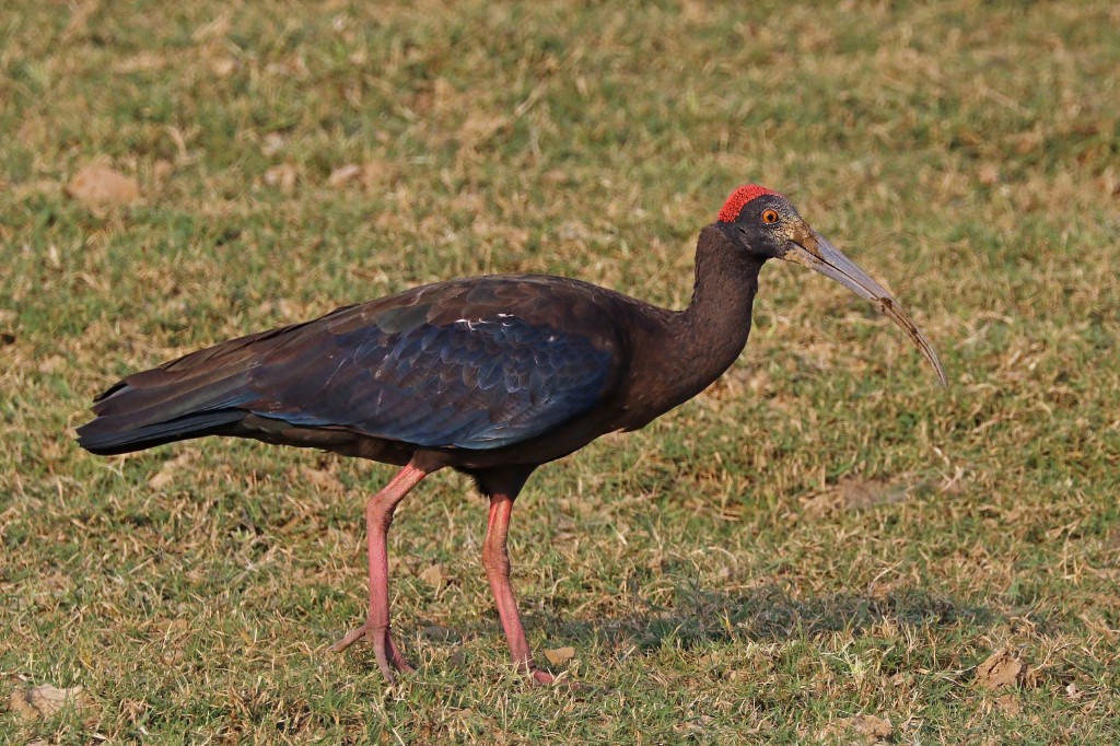 ibis-enrugado