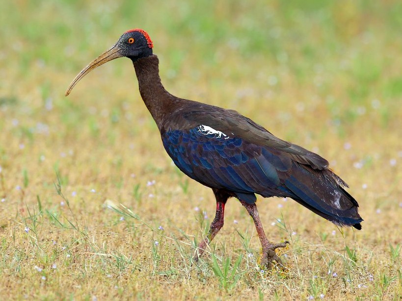 ibis-enrugado
