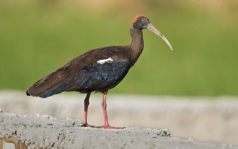 ibis-enrugado