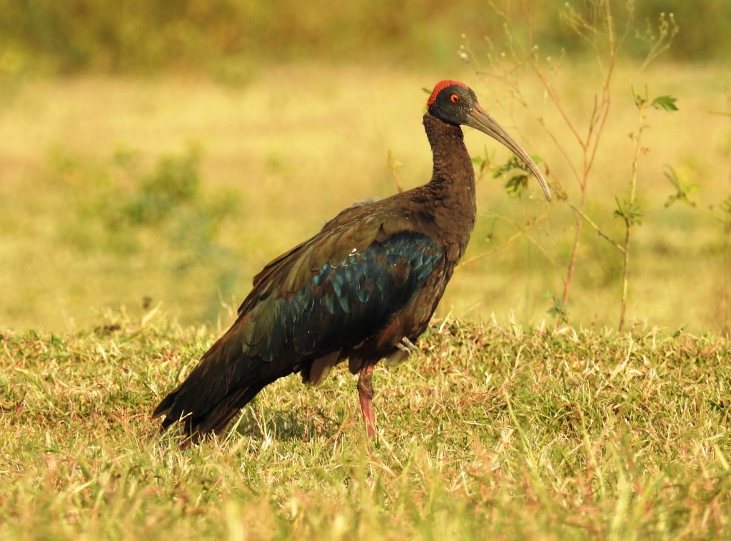 ibis-enrugado