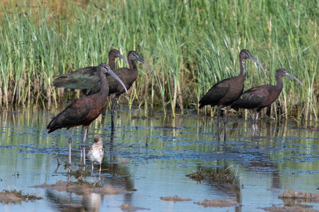 ibis-preto