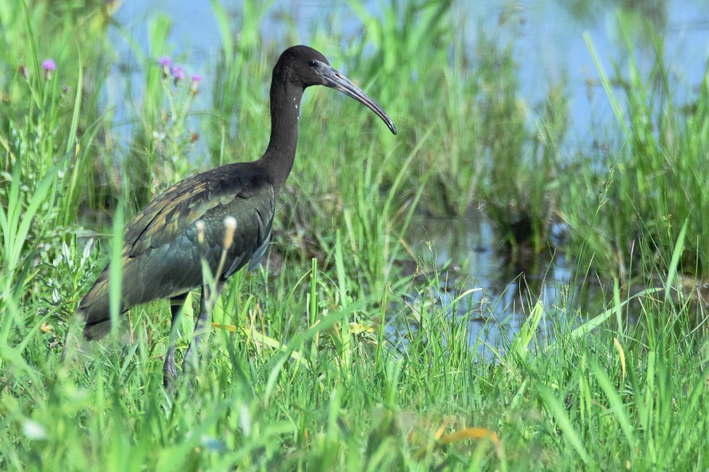 ibis-preto