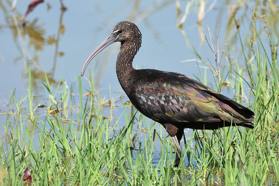 ibis-preto