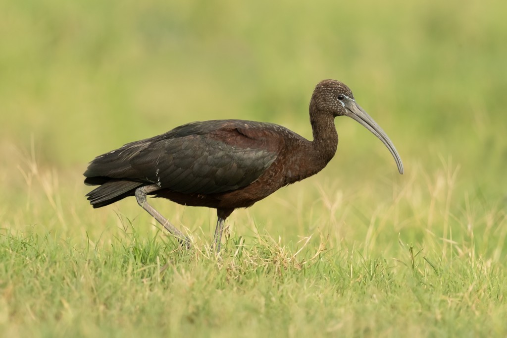 ibis-preto