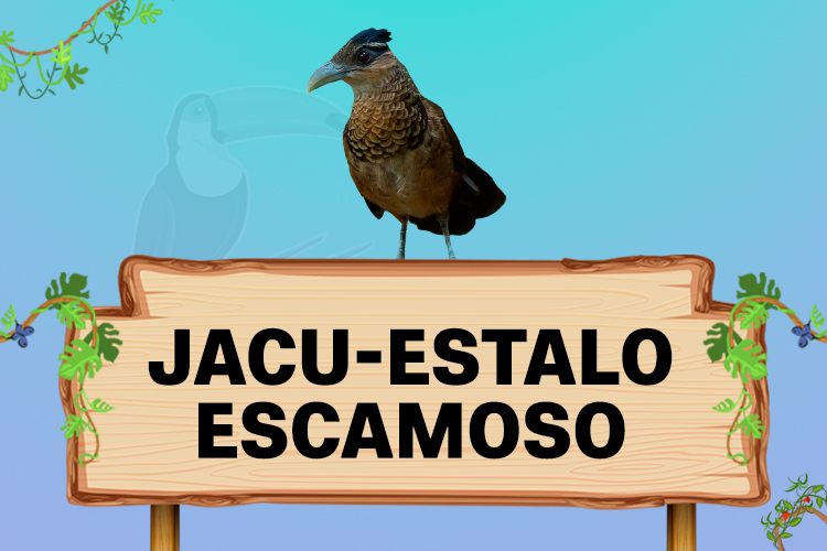 jacu estalo escamoso