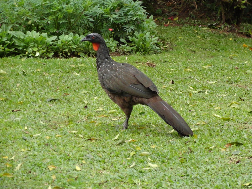 jacuguaçu 