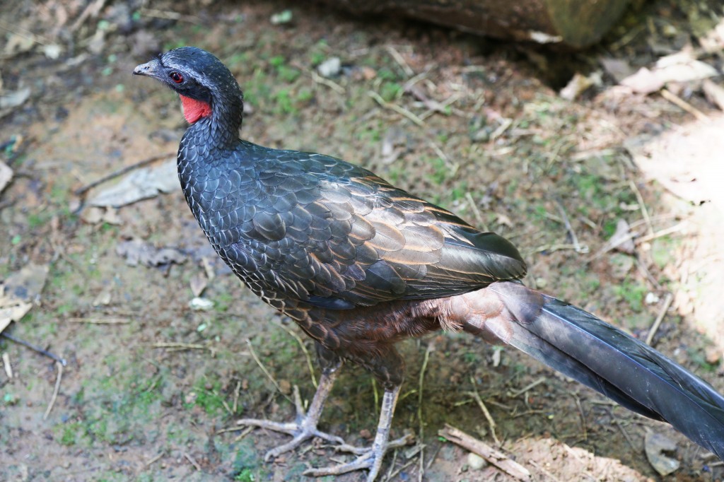 jacuguaçu 