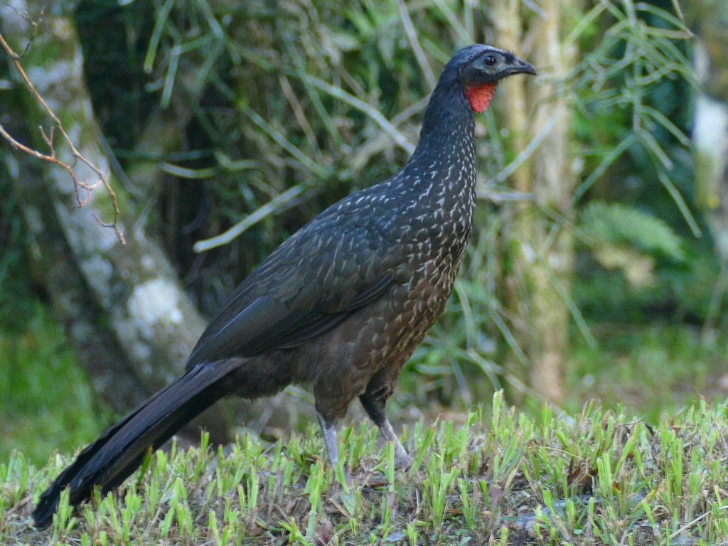 Caracteristicas da jacupemba