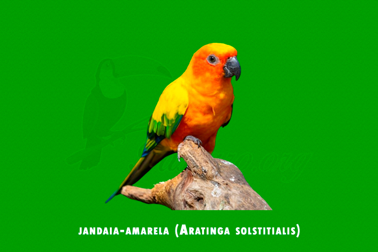 jandaia-amarela (Aratinga solstitialis)