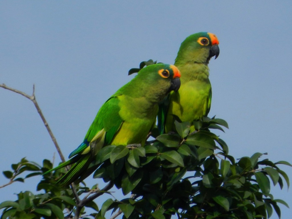 jandaia-coquinho