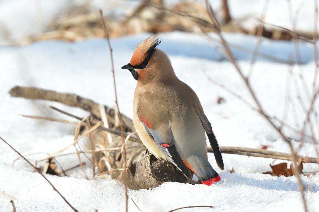 japanese waxwing