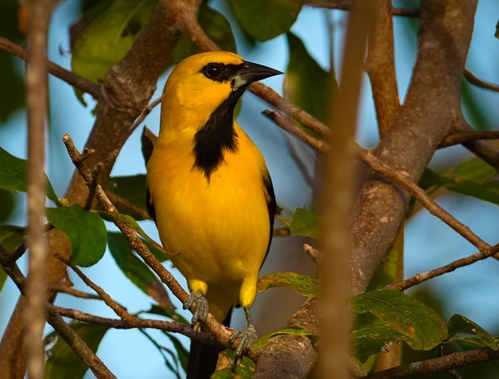  joao-pinto-amarelo