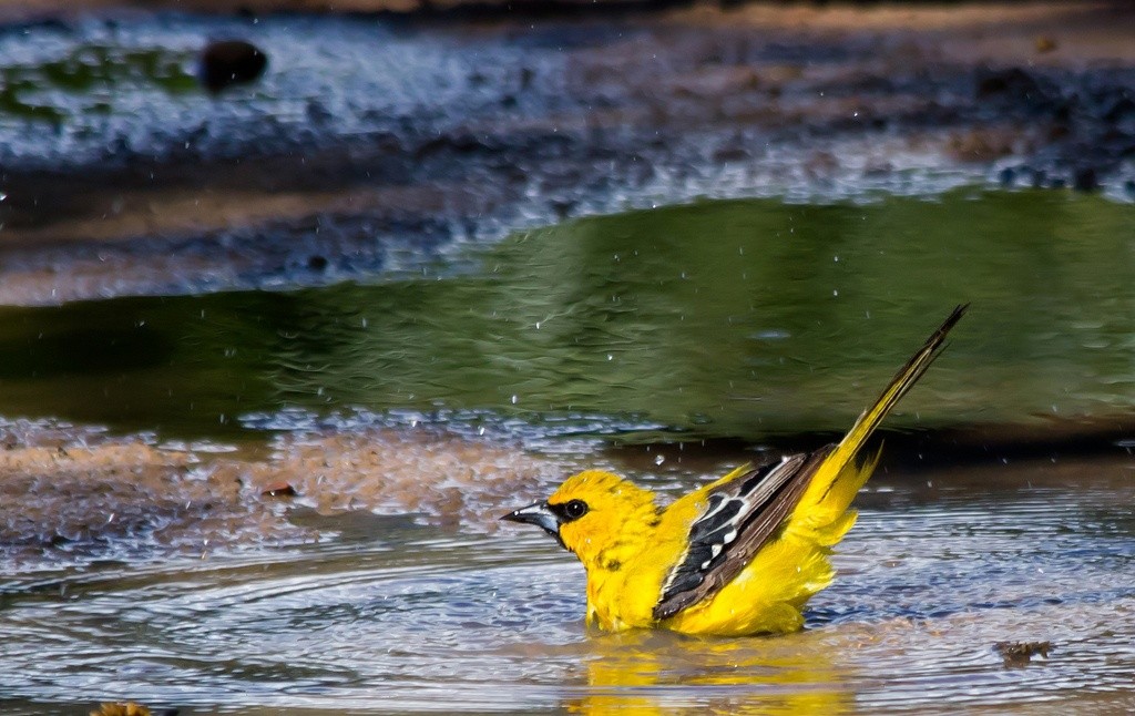  joao-pinto-amarelo