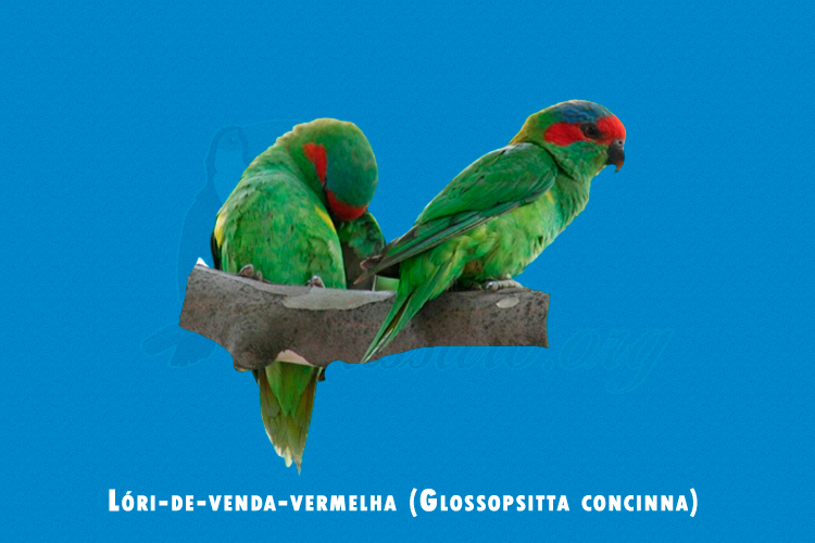 lori-de-venda-vermelha (glossopsitta concinna)