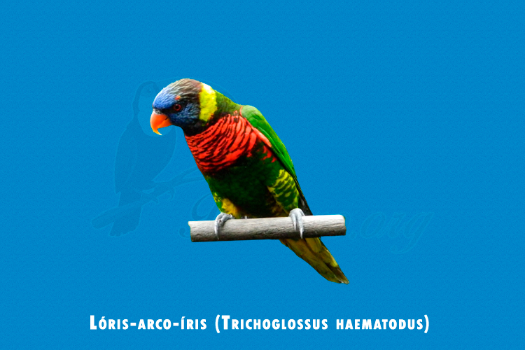 loris-arco-iris (trichoglossus haematodus)