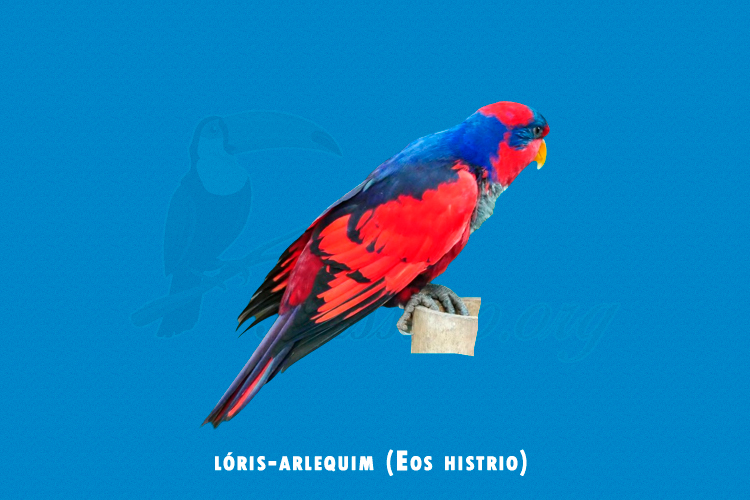 loris-arlequim (eos histrio)