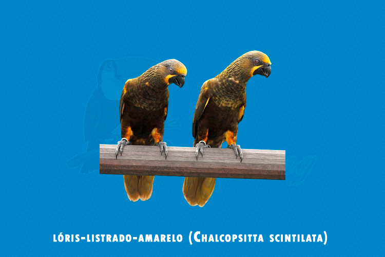 loris-listrado-amarelo ( chalcopsitta scintilata )