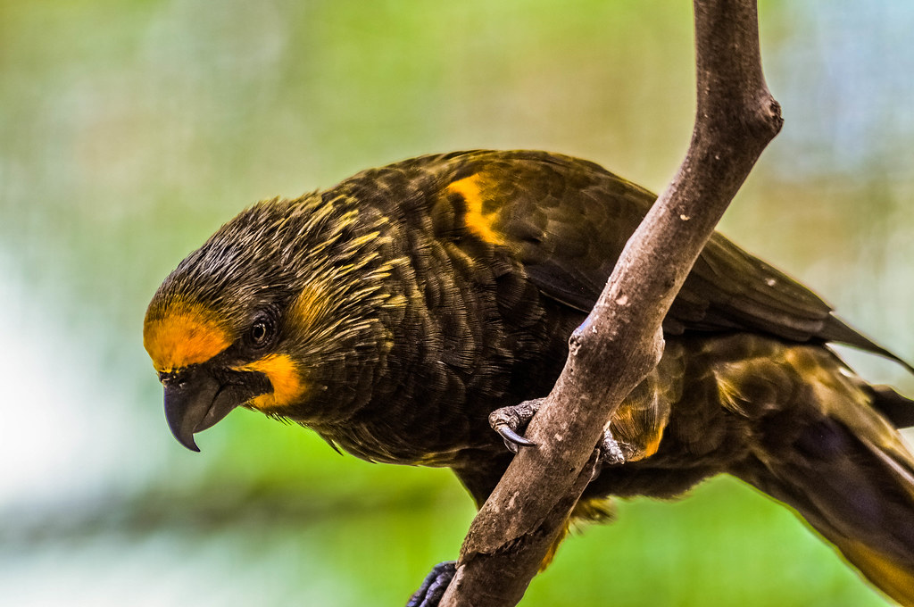 loris-listrado-amarelo